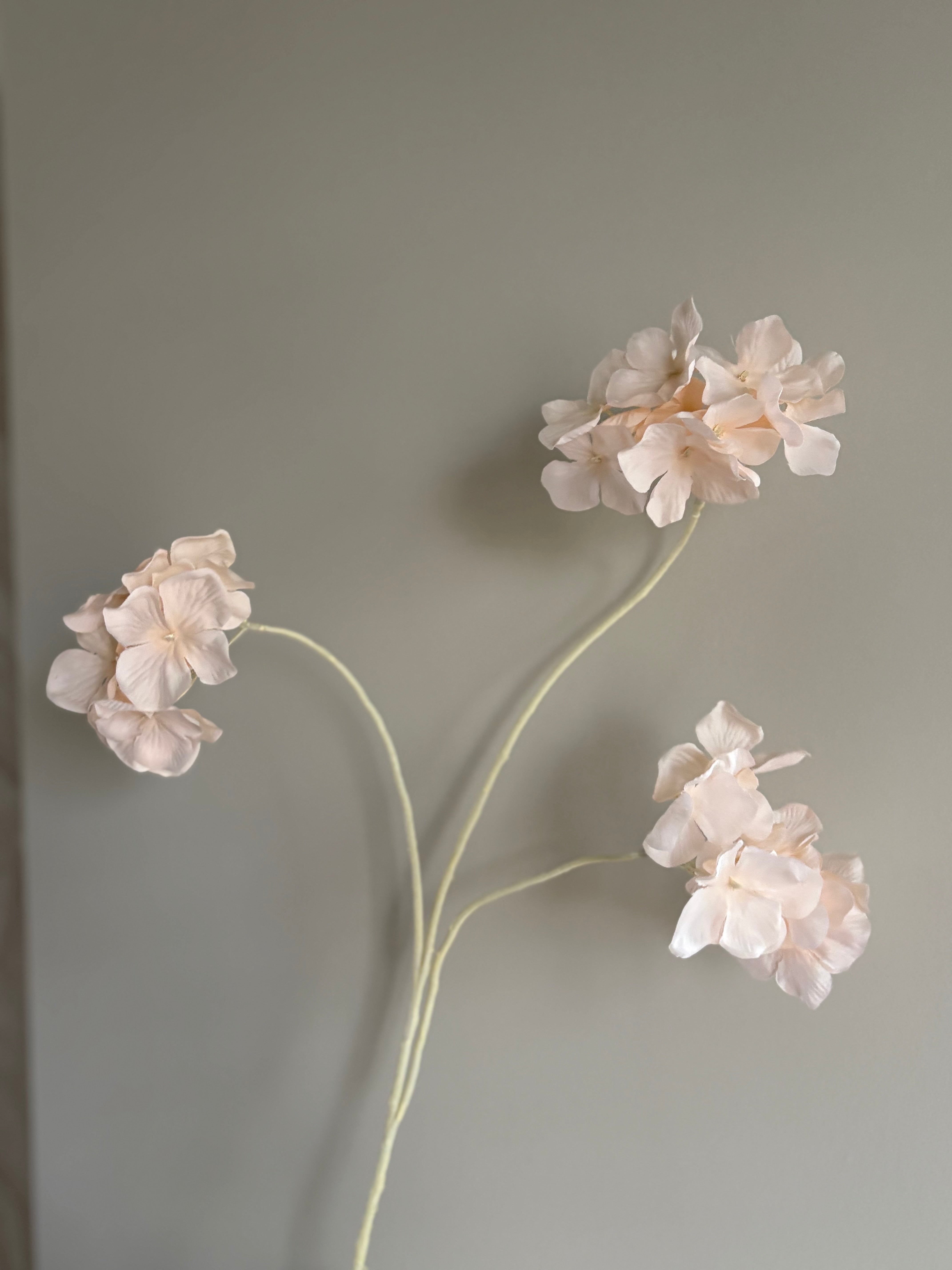 Zijdenhortensia beige