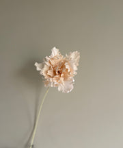 Beige tulp | Zijdenbloemen