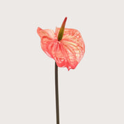 Zijdenbloemen Anthurium oranje