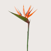 Zijdenbloem Strelitzia 90cm
