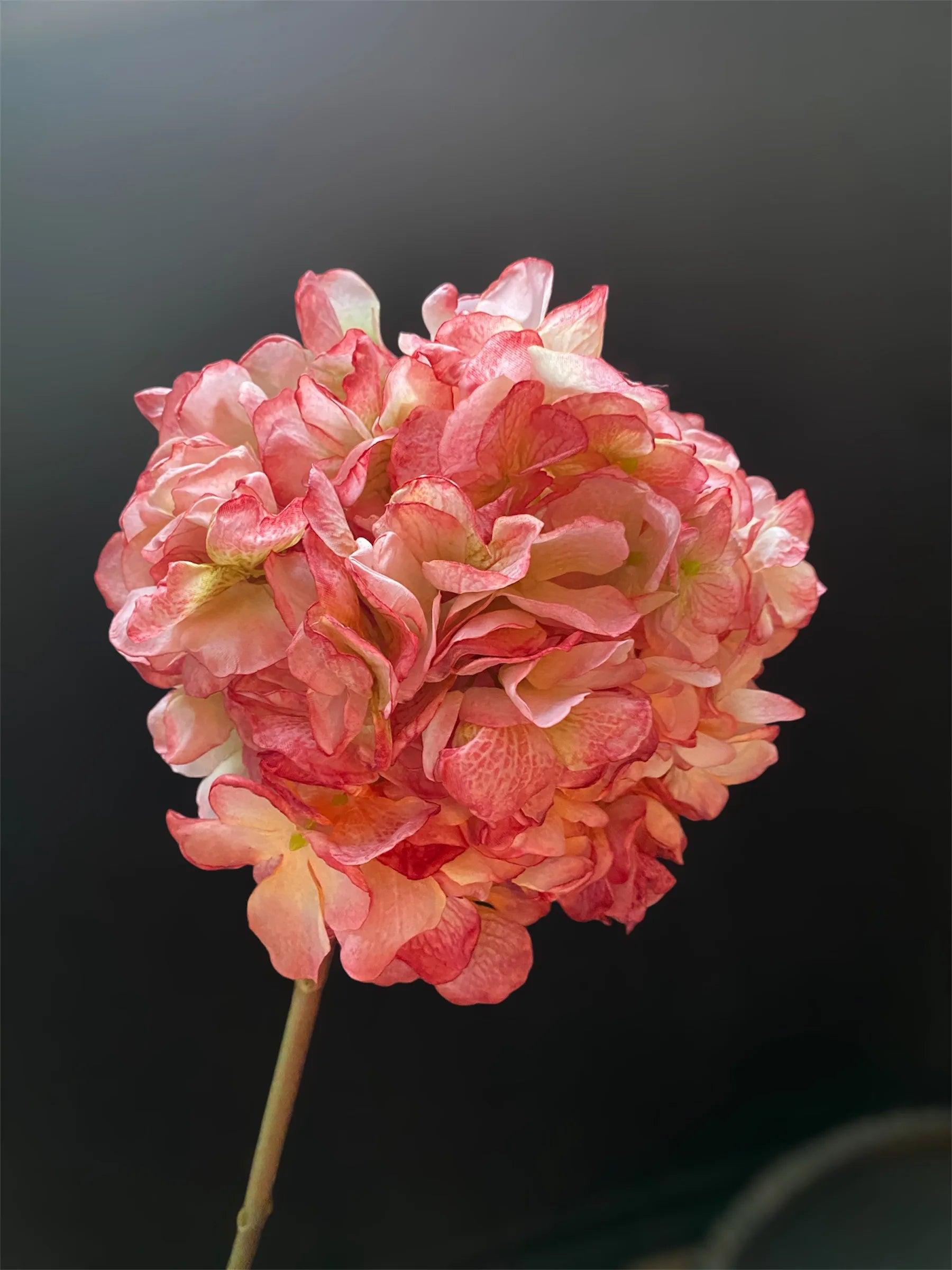 Hortensia roze/creme 83cm